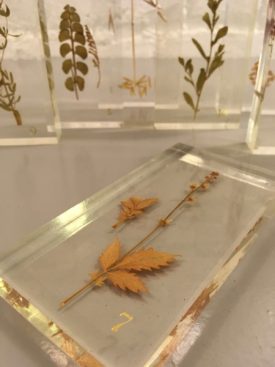 Czech botanical samples