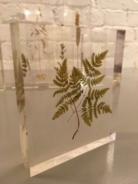 Czech botanical samples