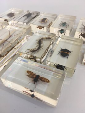 Insect Samples