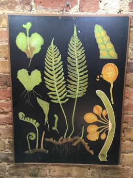 Fern Botanical Wall Chart