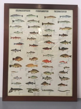 Teak Framed Fish Posters