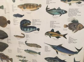 Teak Framed Fish Posters